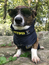 The Fun Police in Brindle